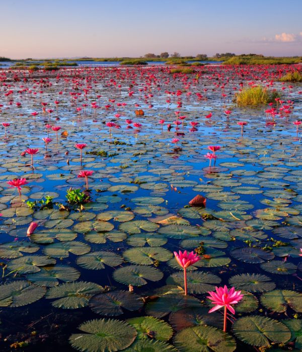 FT510J The sea of red lotus, Lake Nong Harn, Udon Thani province, Thailand